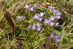 Swertia corymbosa